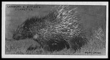 18 South African Porcupine